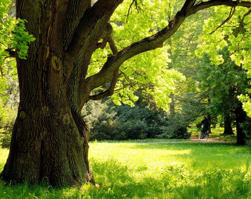 A tree in the middle of a park with green grass.